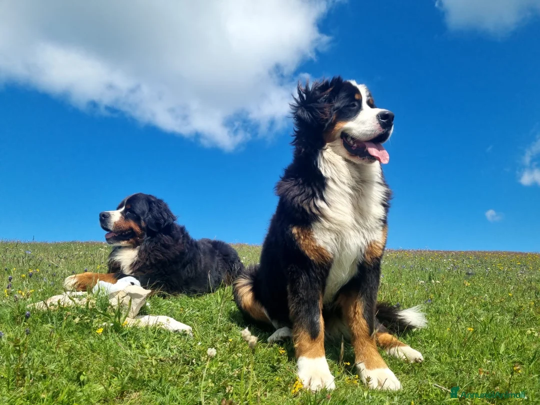 Bovaro del Bernese cani in vendita: Cuccioli del Bovaro del Bernese  - Annuncio 1