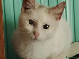 Europeo gatti S.o.s. gattini invisibili da adottare - Annuncio 1