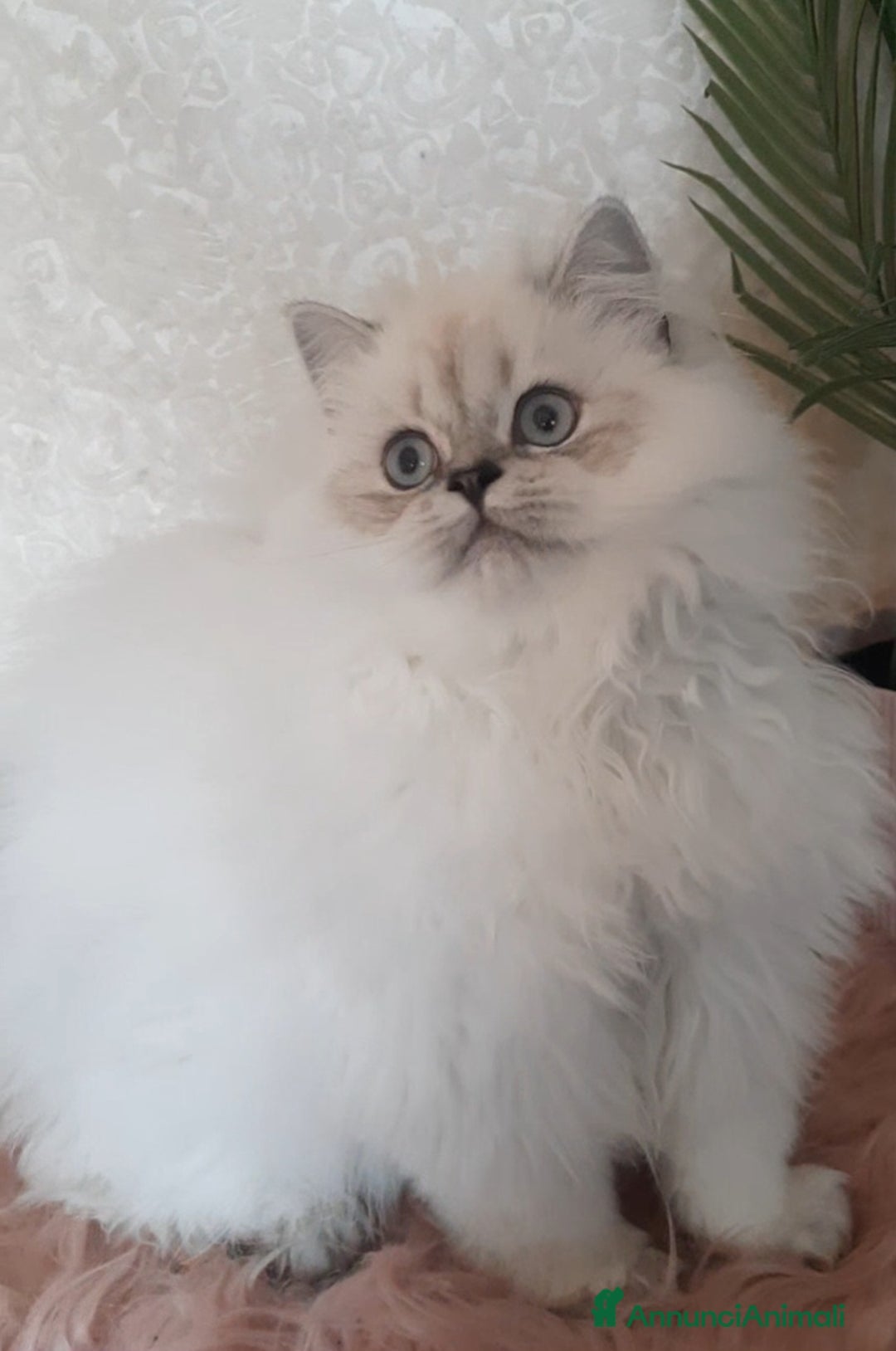 British gatti in vendita: Cucciolo British longhair  a Città metropolitana di Milano - Immagine 4