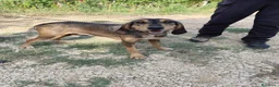 Segugio cani in regalo: Segugia a pelo ruvido - Annuncio 2