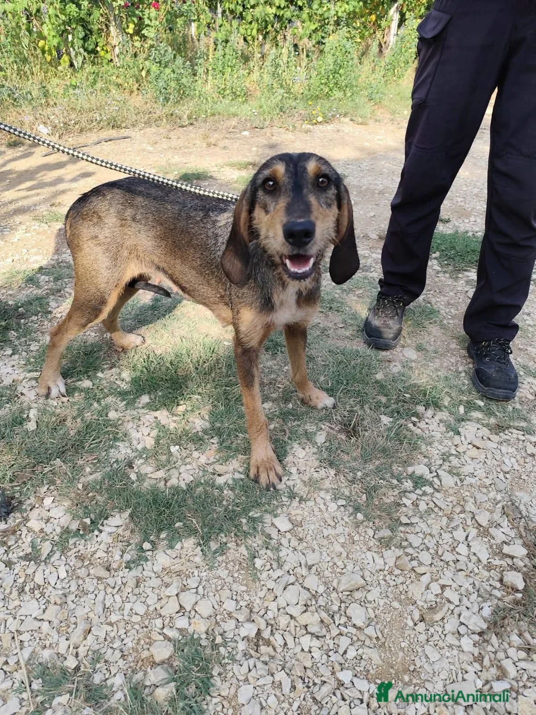 Segugio cani in regalo: Segugia a pelo ruvido - Annuncio 2