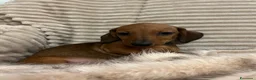 Bassotto cani in vendita: Cuccioli Bassotto Kaninchen e nano - Annuncio 32
