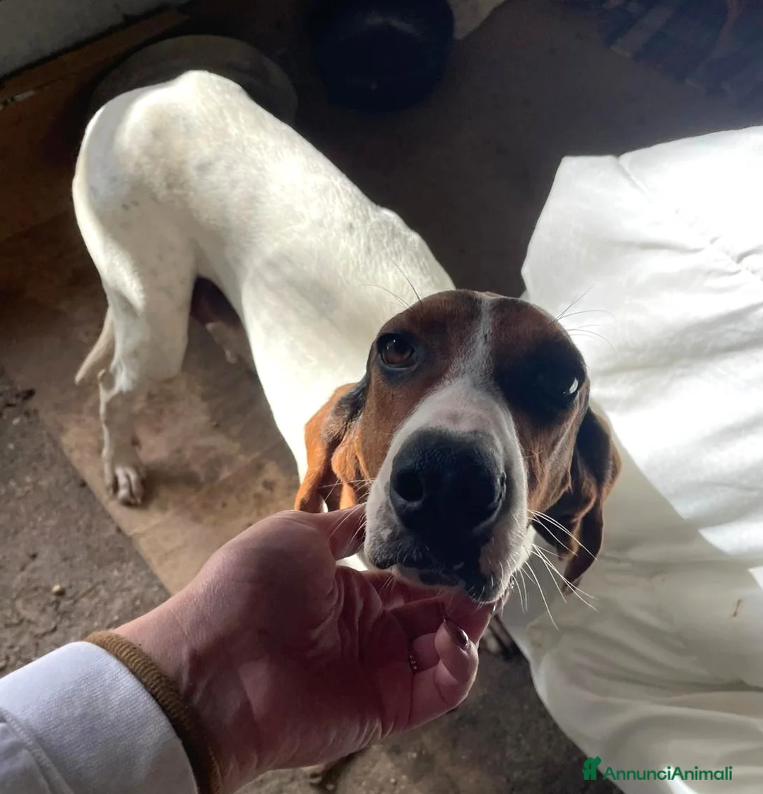 Meticcio cani in regalo: LA DOLCISSIMA CELIA - Annuncio 2