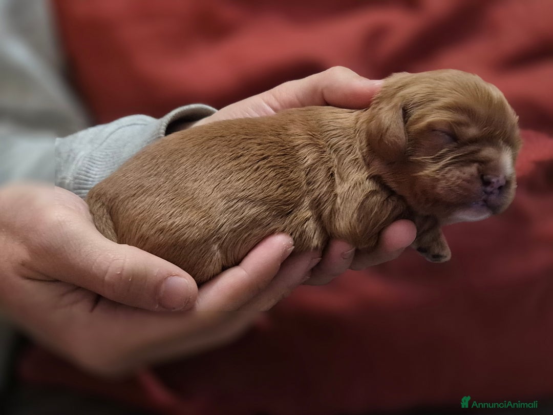 Cavalier King cani in vendita: Cuccioli Cavalier King Charles Spaniel  - Annuncio 3