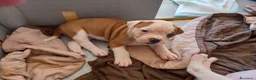 Bulldog cani in vendita: Cucciolo American bulldog  - Annuncio 24
