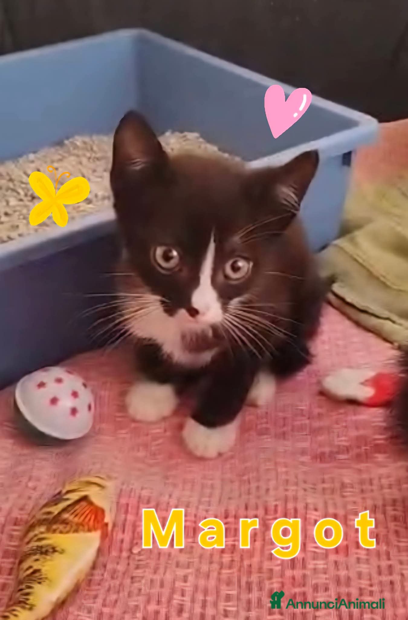 Meticcio gatti Margot e Lupin, 2 mesi, mici cercano casa  - Annuncio 2