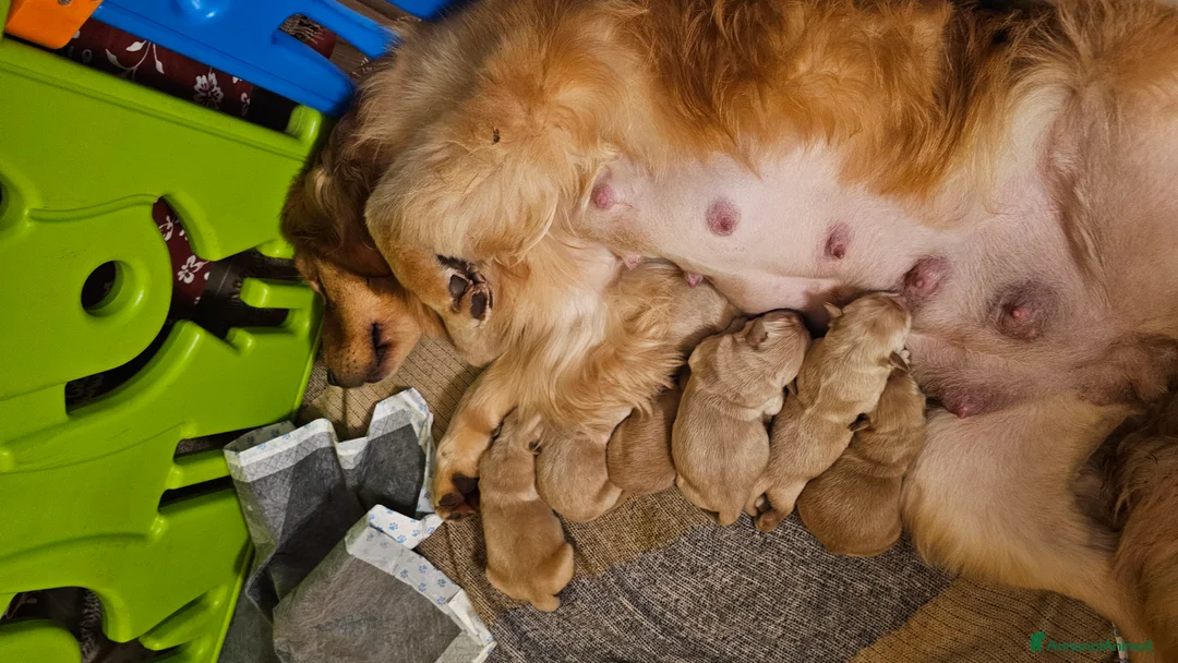 Golden Retriever cani in vendita: Golden Retriever Americano - Annuncio 3