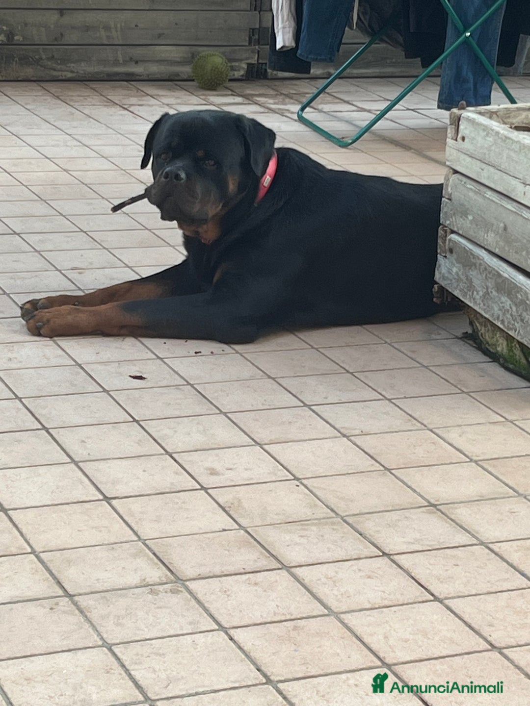 Rottweiler cani in regalo: Rottwailer  - Annuncio 5