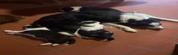Border Collie cani in vendita: Cuccioli Border Collie linea da lavoro  a Provincia di Modena - Annuncio 2