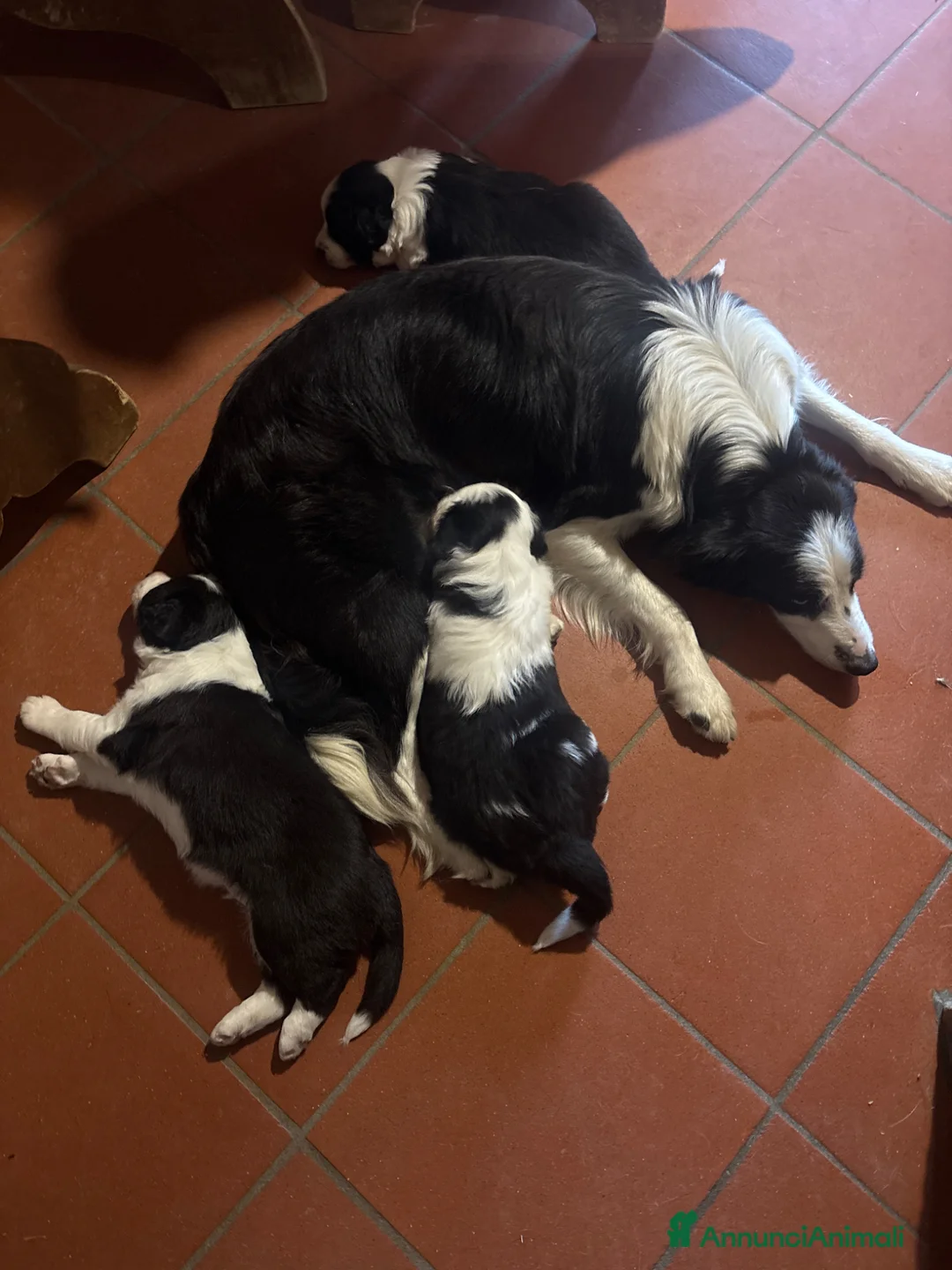 Border Collie cani in vendita: Cuccioli Border Collie linea da lavoro  a Provincia di Modena - Annuncio 2