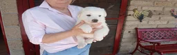 Meticcio cani in regalo: SONNY IL BELLISSIMO CUCCIOLO CERCA CASA - Annuncio 2