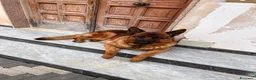 Pastore Tedesco cani per accoppiamento: Accoppiamento Pastore Tedesco - Annuncio 5