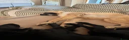Meticcio cani in regalo: Cerchiamo urgente stallo casalingo postoperatorio  - Annuncio 15