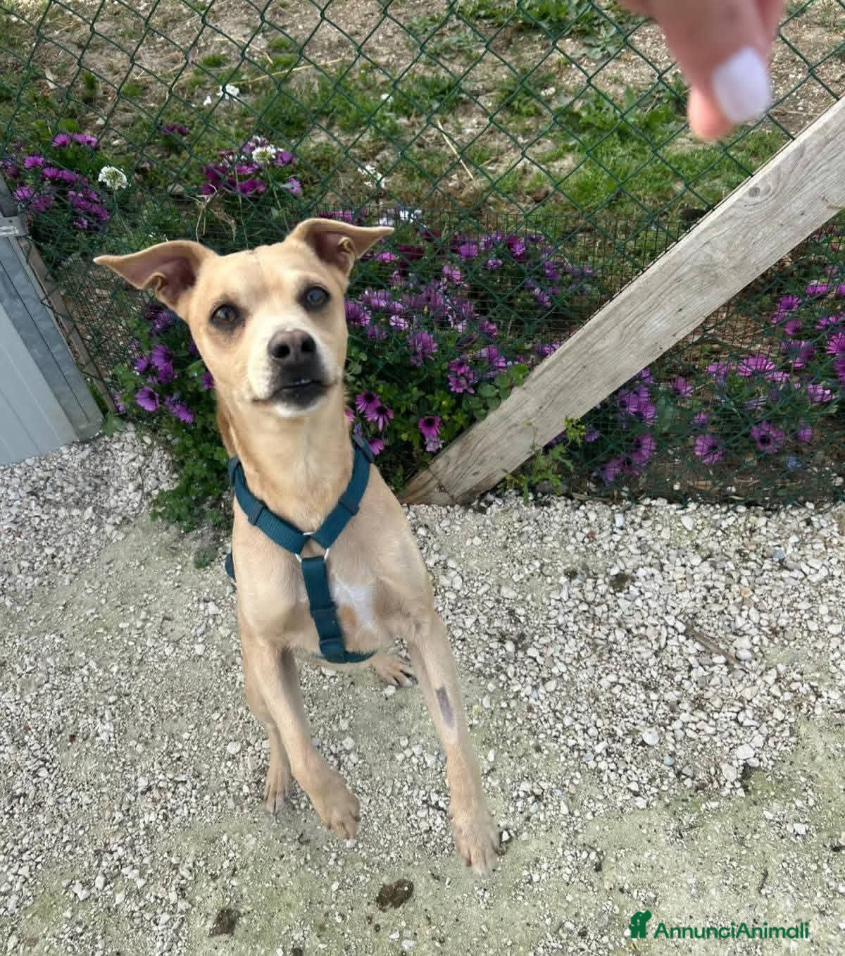 Meticcio cani George cerca casa - Annuncio 1