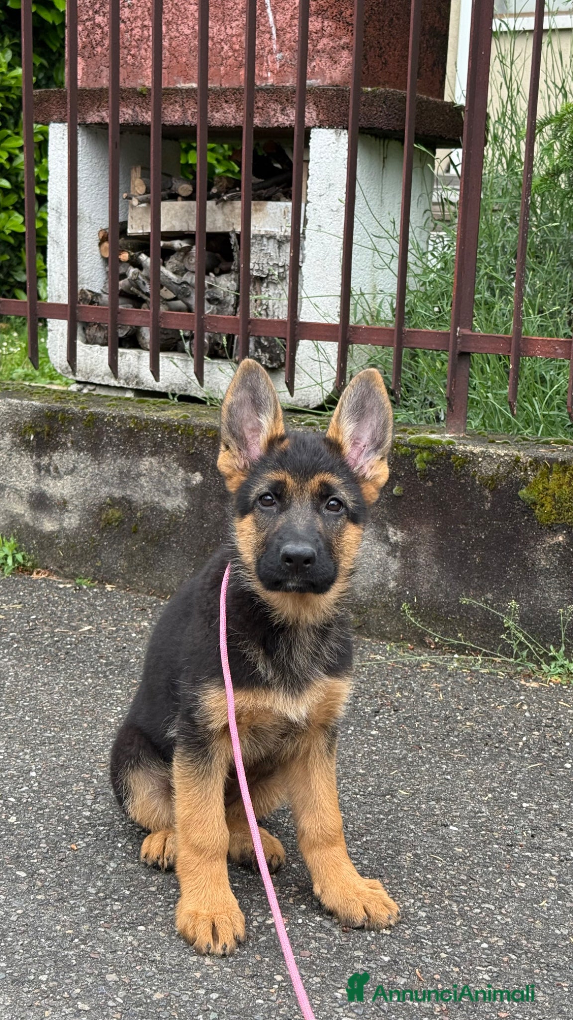 Pastore Tedesco cani Cucciola di pastore tedesco  - Annuncio 4