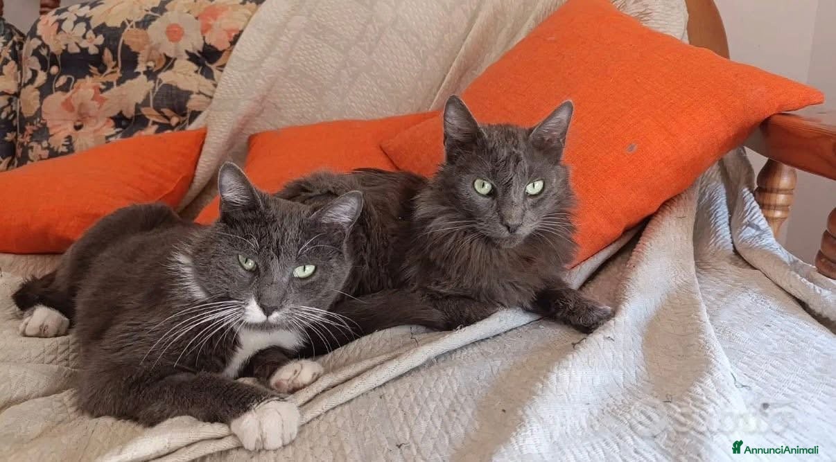 Meticcio gatti Coppia di gatti - Annuncio 1