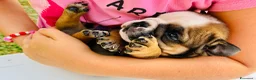 Bulldog cani in vendita: Cuccioli Bulldog Inglese - Annuncio 34