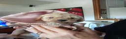 Barboncino cani in vendita: Barboncini Toy/nani - Annuncio 5