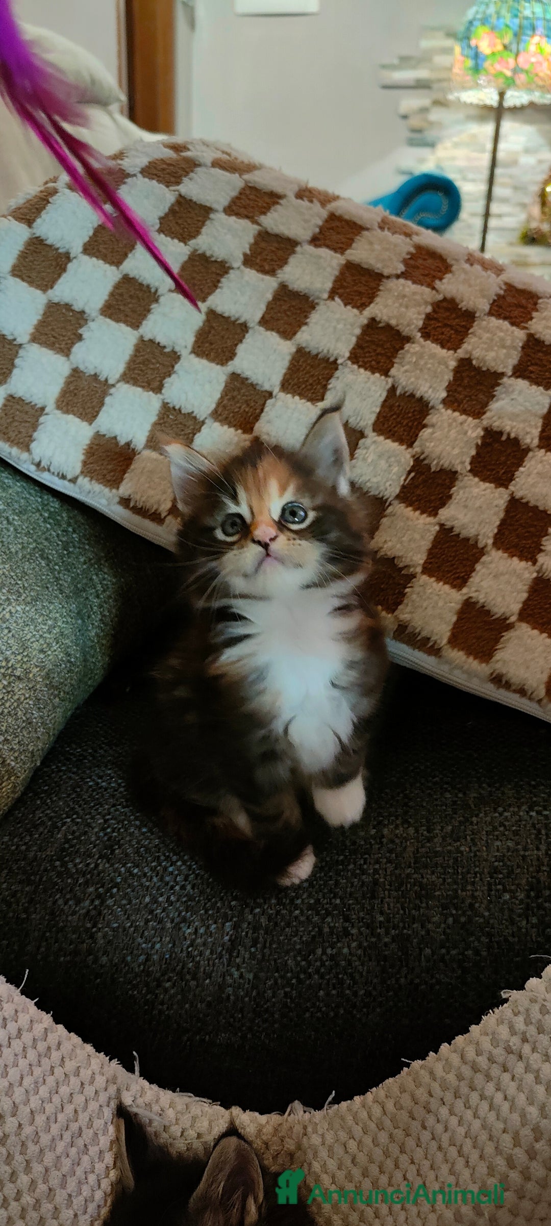 Maine Coon gatti in vendita: piccoli giganti Cattery - Annuncio 30