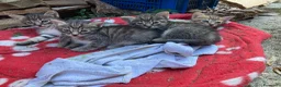 Meticcio gatti in regalo: 4 bellissimi micetti di circa due mesi  - Annuncio 6