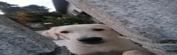 Meticcio cani in regalo: 🐶Cuccioli meticci Maremmano-Pitbull in regalo 💖 - Annuncio 2