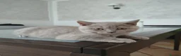 British gatti in vendita: Splendido cucciolo British Shorthair Lilac - Annuncio 7