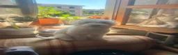 Maltese cani in vendita: Maltese di 5 mesi provincia piacenza  - Annuncio 3