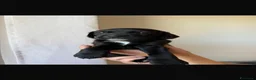 Meticcio cani in regalo: splendidi cuccioli cercano casa... - Annuncio 3