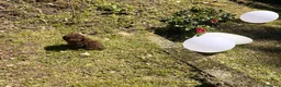 Barboncino cani in vendita: Cuccioli di barboncino  - Annuncio 5