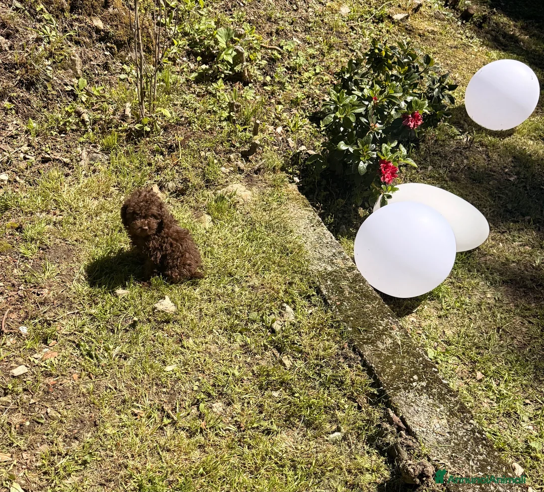 Barboncino cani in vendita: Cuccioli di barboncino  - Annuncio 5
