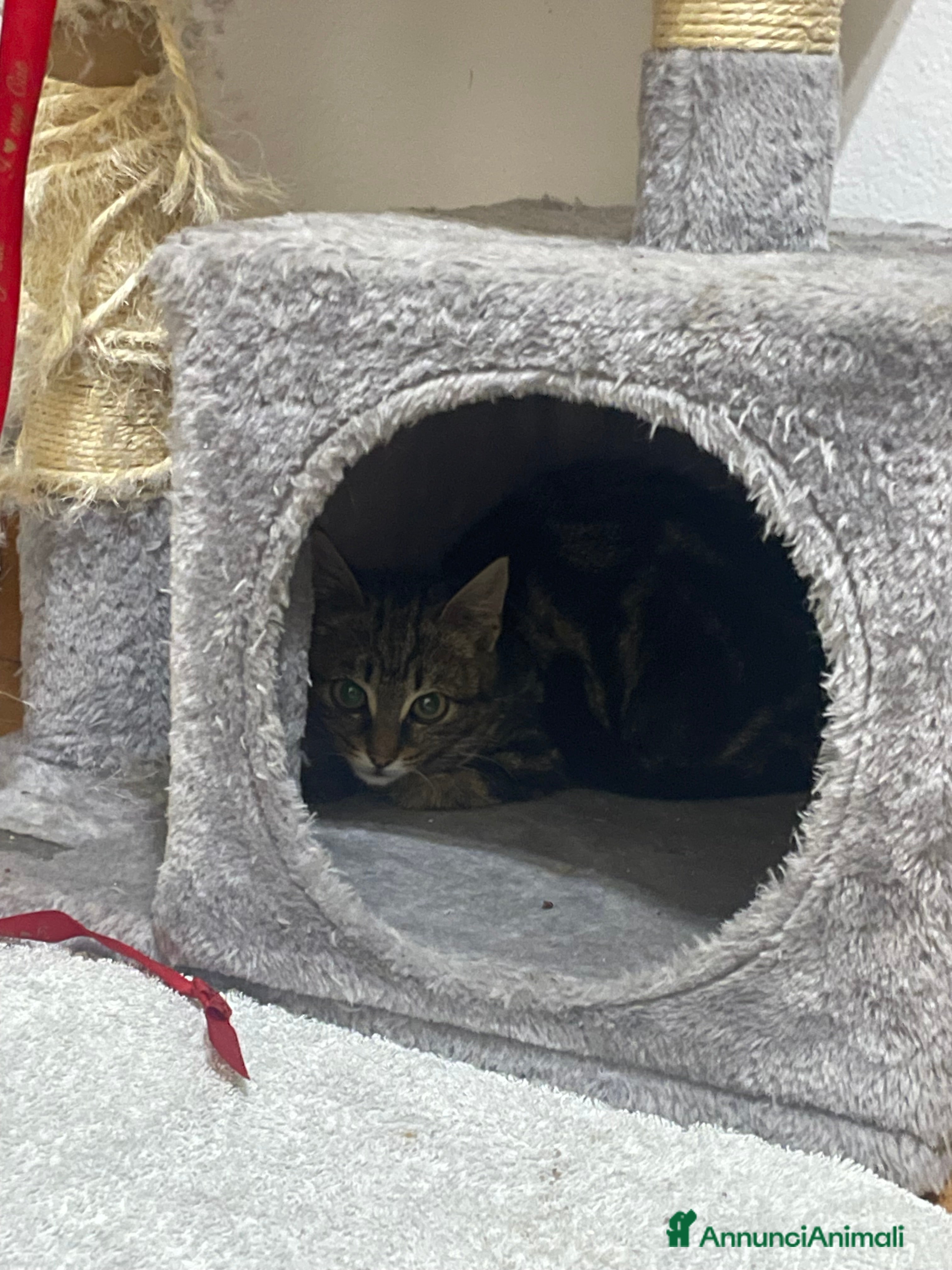 Europeo gatti Gattino maschio 3 mesi - Annuncio 1