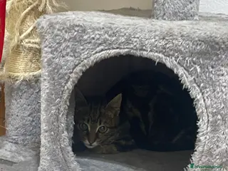 Europeo gatti Gattino maschio 3 mesi - Annuncio 1