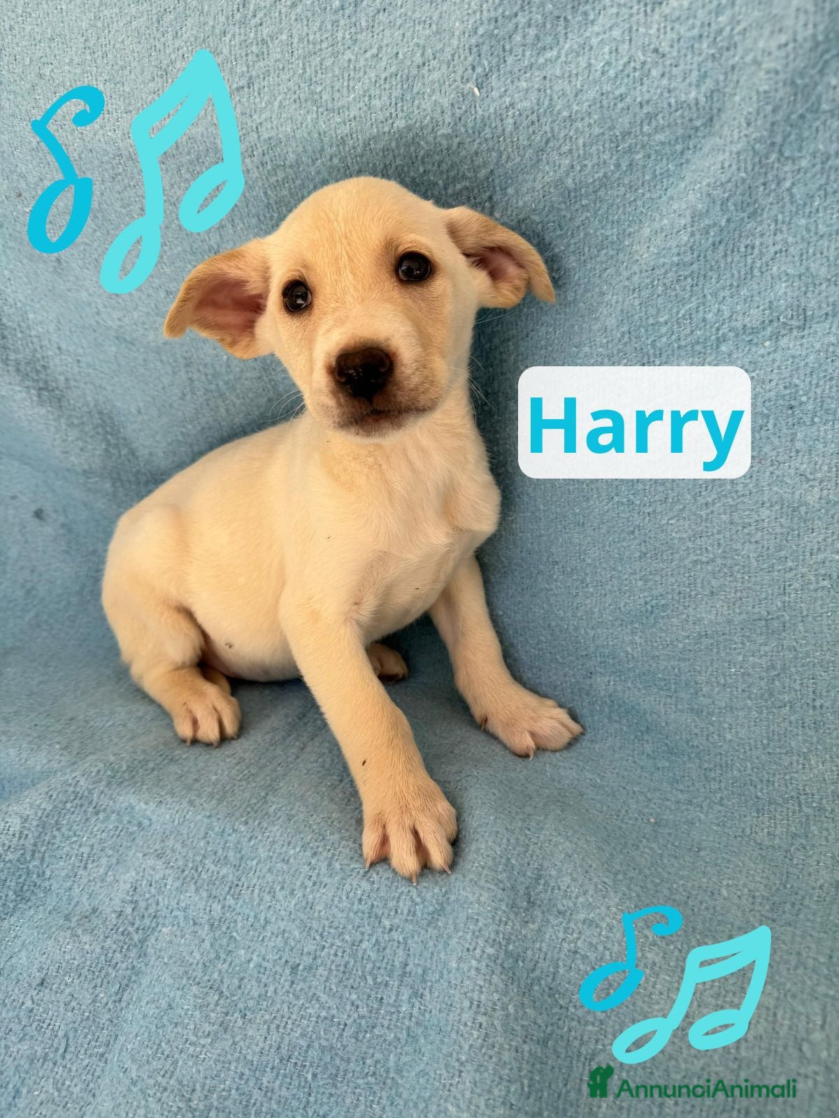 Meticcio cani Harry  - Annuncio 7