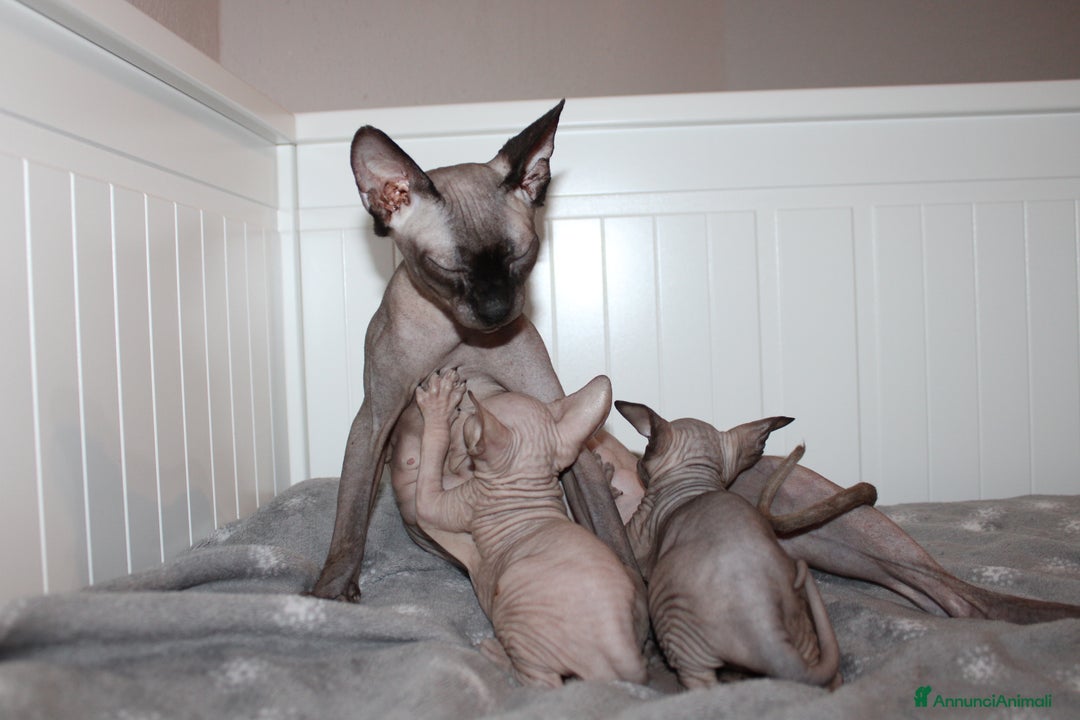 Sphynx gatti in vendita: Vendo cuccioli di sphynx a Provincia di Massa e Carrara - Immagine 8