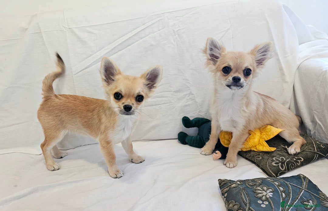 Chihuahua cani in vendita: Chihuahua Femmina a pelo lungo con Pedegree Enci  - Annuncio 16