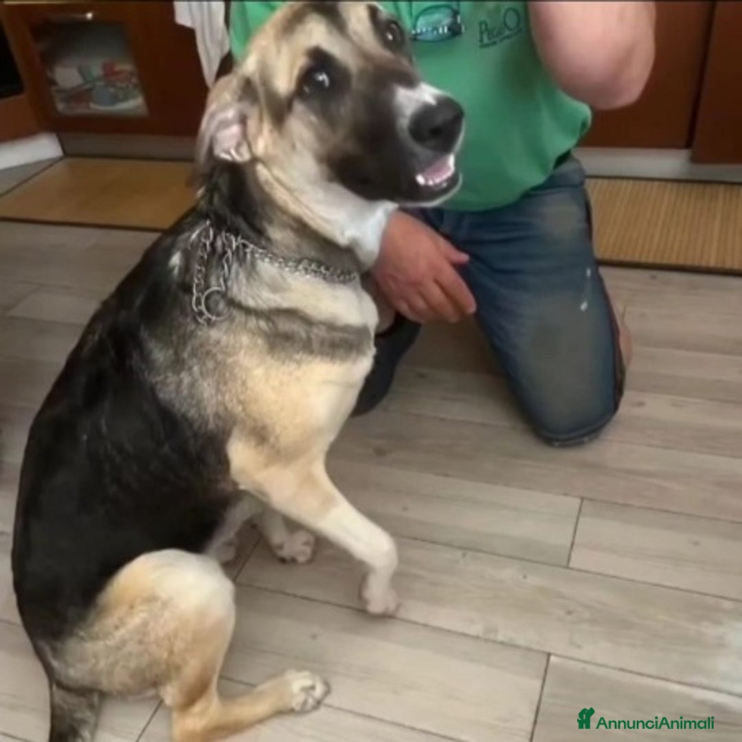 Meticcio cani in regalo: 10mesi pastorina A BREVE IN CANILE!VENEZIA URGENTE - Annuncio 6