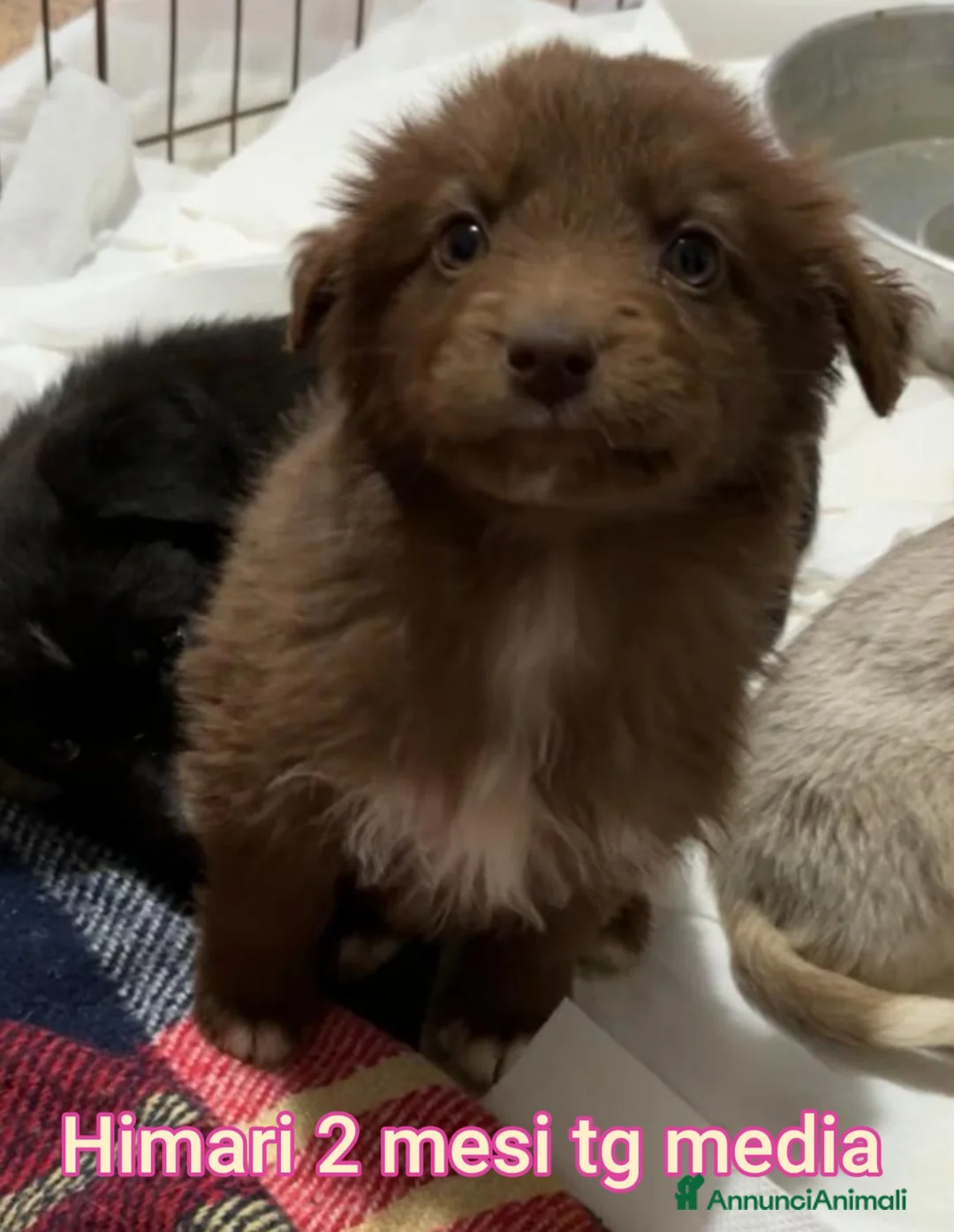 Meticcio cani in regalo: CUCCIOLI SENZA CASA TENERISSIMI  - Annuncio 10