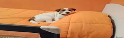 Jack Russell cani in vendita: Cuccioli di Jack Russel Terrier con pedigree ENCI - Annuncio 3