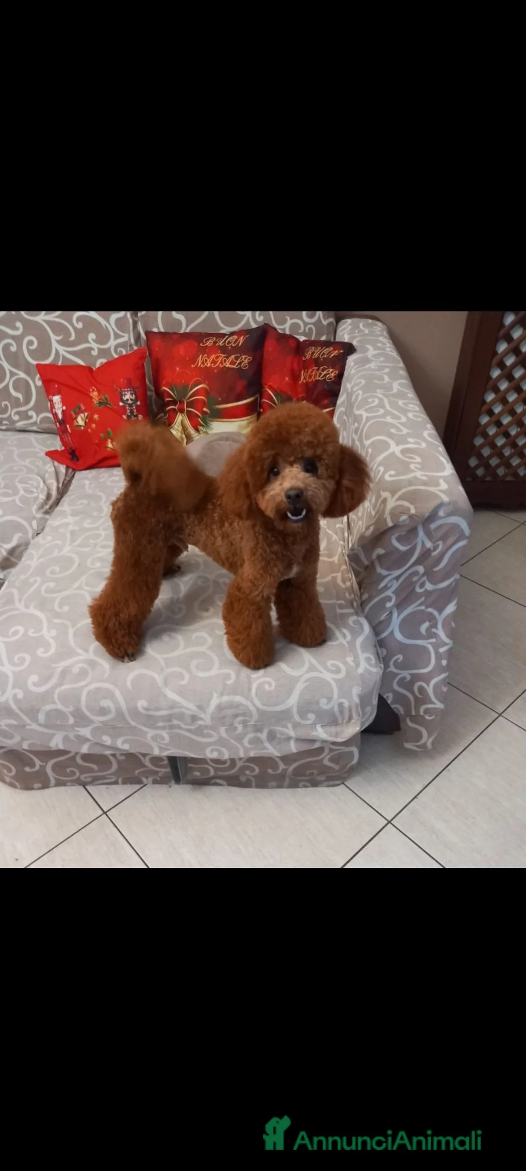 Maltipoo cani in vendita: Maltipoo - Annuncio 2