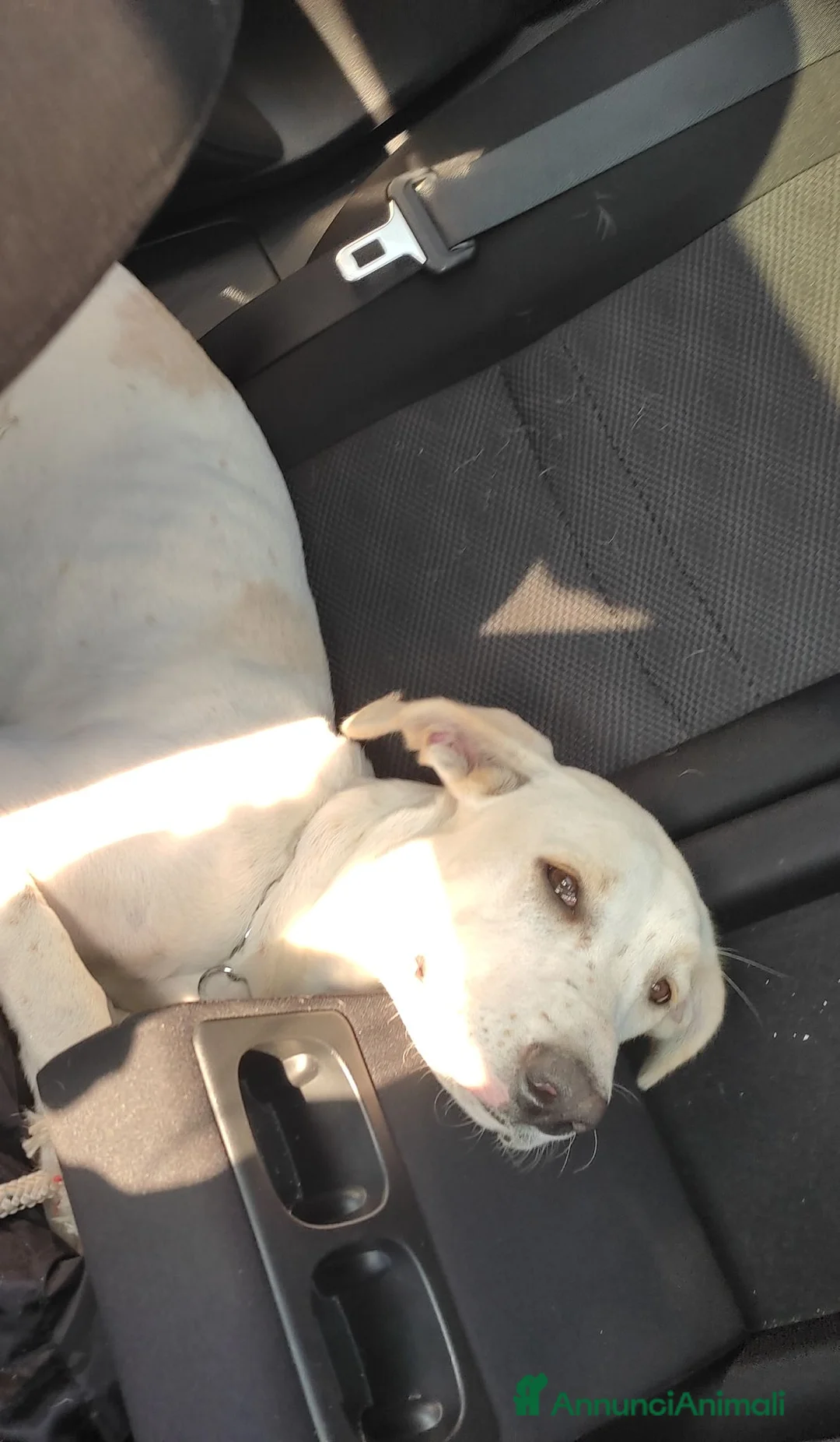 Meticcio cani in regalo: Meticcio femmina 5 anni taglia media  a Provincia di Vicenza - Annuncio 2