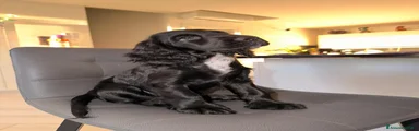Cocker 3