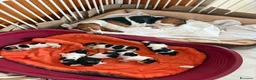 Bassethound cani in vendita: Cucciolata Bassethound  a Città metropolitana di Milano - Annuncio 4
