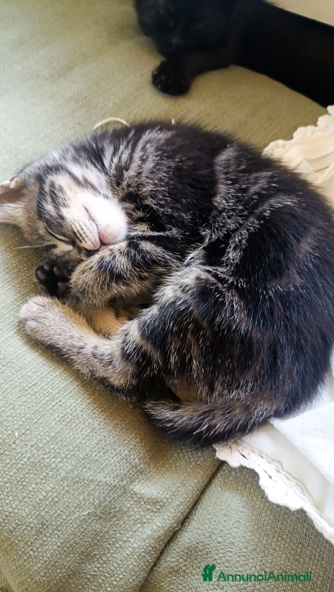 Europeo gatti in vendita: Vendita gattini  - Annuncio 4