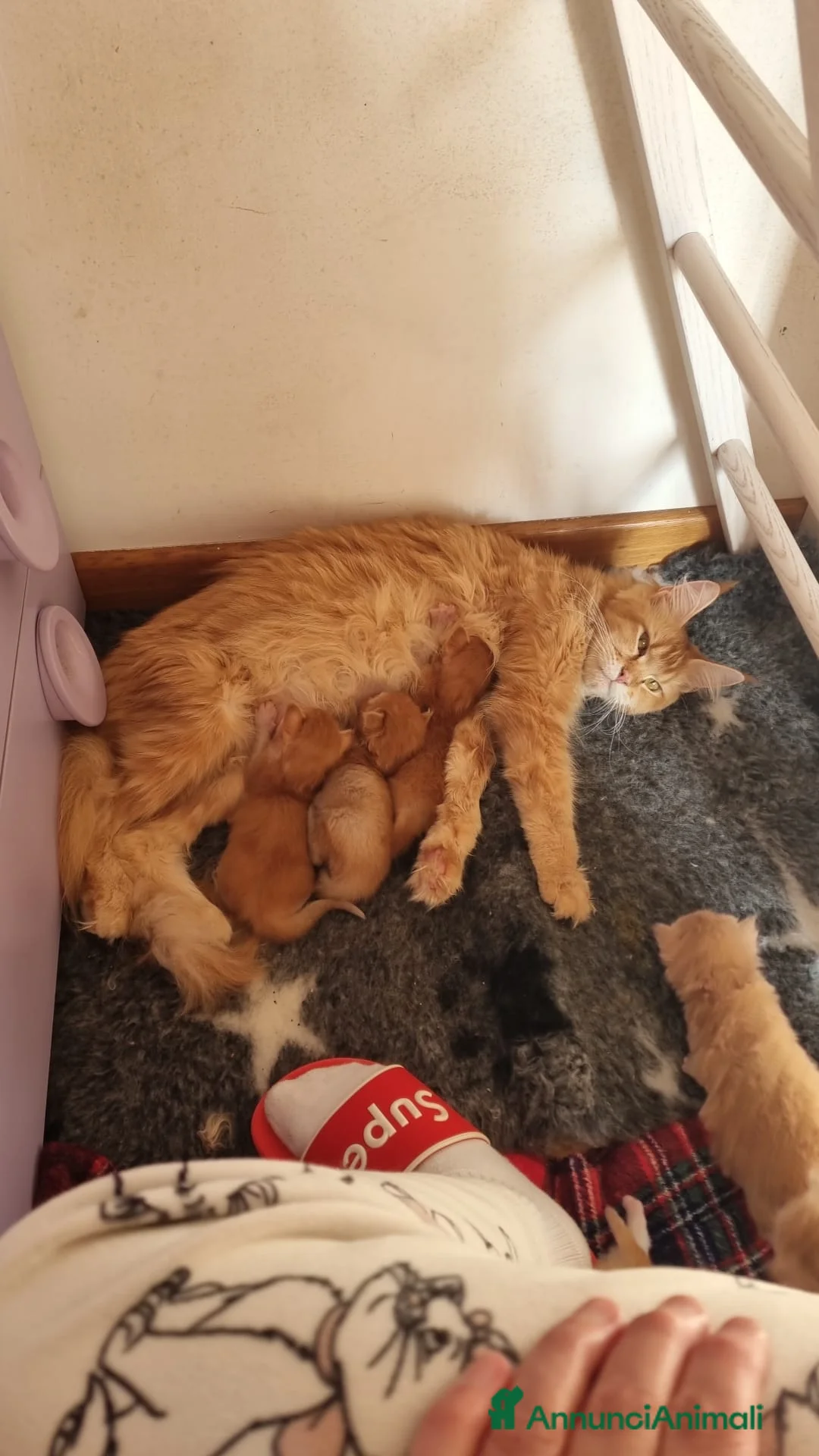 Maine Coon gatti in vendita: Mainecoon pedigree ANFI  - Annuncio 7