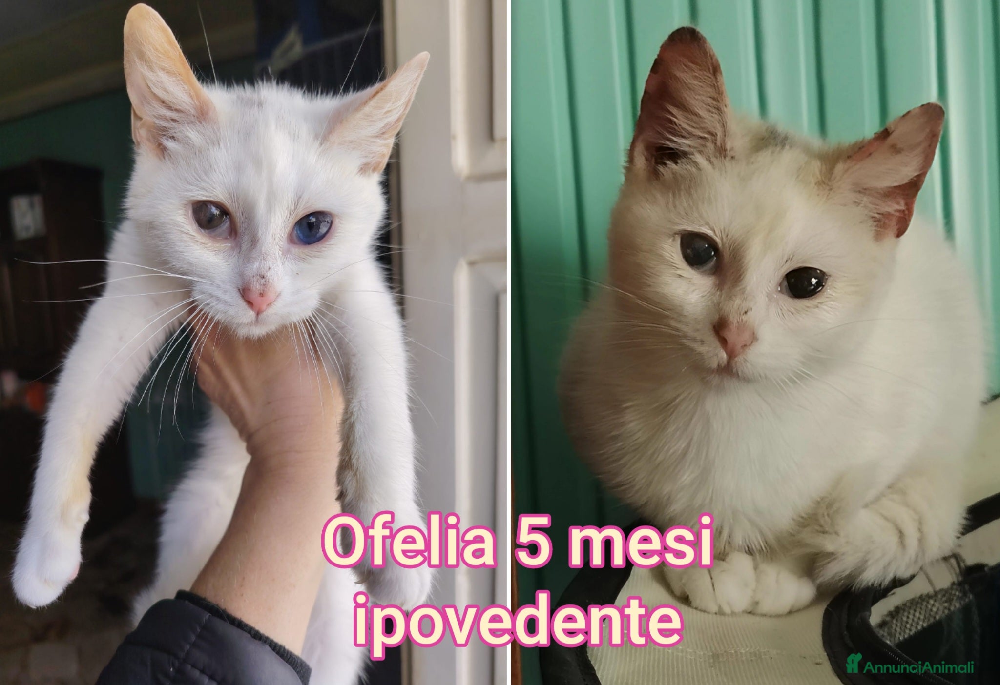 Europeo gatti GATTINI IN CERCA DI FAMIGLIE AMOREVOLI  - Annuncio 10