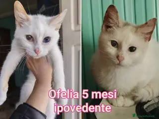 Europeo gatti GATTINI IN CERCA DI FAMIGLIE AMOREVOLI - Annuncio 10