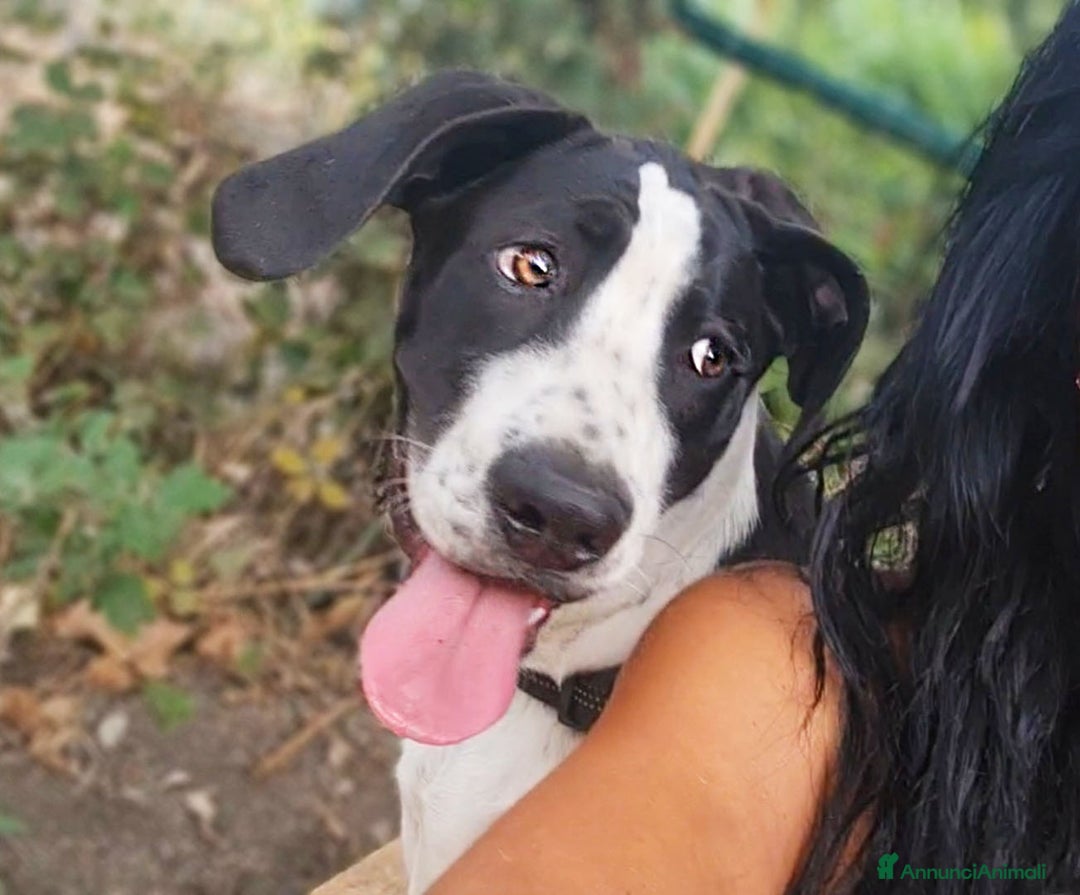 Alano cani in regalo: beatrice cucciola stupenda - Annuncio 5