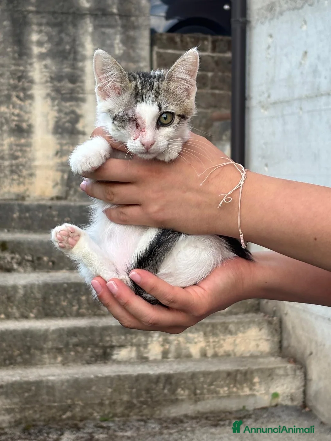 Europeo gatti in regalo: Milo un micino speciale - Annuncio 1
