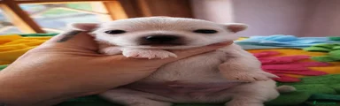 Chihuahua Cucciolo 1