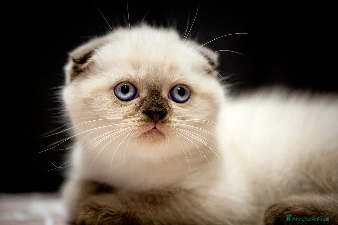 Immagine della galleria {{count}}